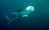 Djibouti - Whale Shark in Djibouti - 03